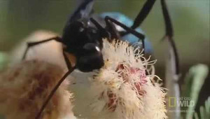 Phát hiện loài ong 'dã man, khát máu' từ bé