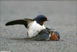 Hàng nghìn chim yến chết nhiễm cúm A/H5N1