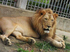 Sư tử, hổ trắng tại trang trại nuôi thú 'độc' nhất VN