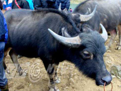 Chuyện trâu húc người ở làng mổ trâu lớn nhất Việt Nam