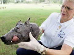 Ly kỳ giai thoại quái thú hút máu dê