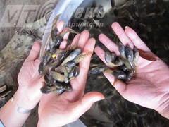 Chuyện lạ xứ Thanh: Thầy cô mò nòng nọc dưới suối để ăn