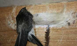 Việt Nam, nước đầu tiên có chim yến nhiễm H5N1