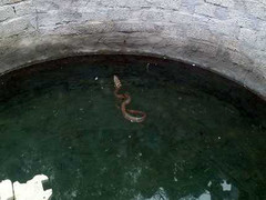 Cả xã náo loạn vì “rắn thần” biết… múa