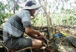 Trúng cả thùng vàng ở Phú Yên