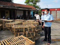 Nguy cơ lây bệnh dại từ mèo Trung Quốc