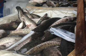 Tưởng được ăn cá quả, ếch đồng ta hóa ra từ Trung Quốc