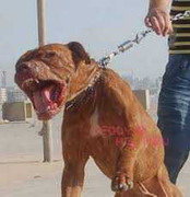 Đắng lòng chó cắn chết cậu chủ