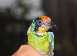 Chim lạ nhiều màu sắc, nghi là chim quý