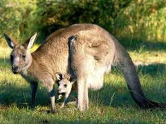 Hỗn chiến với chuột túi, chó rừng ngậm ngùi bại trận