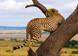 Lo sư tử cướp mồi, báo đốm giở tuyệt chiêu leo cây