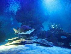 Cận cảnh bào thai cá mập hổ ăn thịt nhau trong bụng mẹ