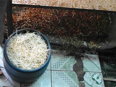 Rùng mình cơ sở sản xuất giá đỗ bằng hóa chất