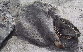 Thời sự 9/5: Quái vật lạ mang đầu khủng long