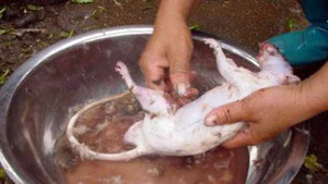 Tận thấy 'công nghệ' biến thịt chuột thành thịt cừu