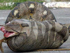 Clip: Trăn khổng lồ vặn mình nuốt chửng cá sấu