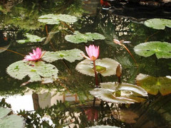 Xuống hồ té nước, 2 nữ sinh chết thảm