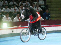 Bị ngã xe đạp, gấu nổi giận lao vào cắn xé khỉ