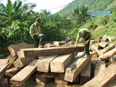 Phó bí thư huyện bị kiểm tra vì 'tàng trữ' gỗ quý