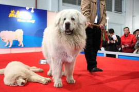 Doanh nhân chi 13 tỷ đồng tìm cún cưng