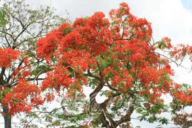 Lễ hội lớn nhất từ trước đến nay ở Hải Phòng có gì?