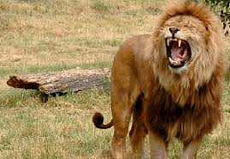 Đàn linh cẩu liều lĩnh, tranh mồi ngon với sư tử