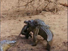 Ác chiến kinh hoàng giữa cá sấu và khỉ mẹ giành lại con