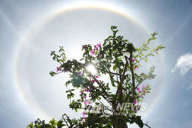 Chùm ảnh: Quầng sáng lạ lùng trên bầu trời Đà Lạt