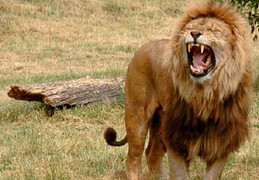 Clip: Báo mẹ quyết bảo vệ con trước nanh vuốt sư tử