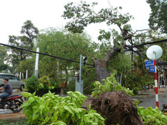 Mưa lớn, cây cổ thụ bật gốc giữa Sài Gòn