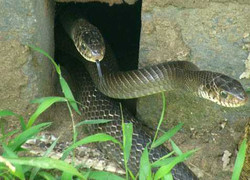 Thâm nhập ‘thánh địa’ của mãng xà ở Tây Bắc