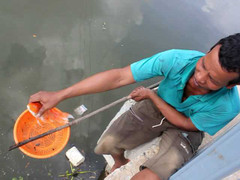 TP.HCM: Cá chết đầy kênh Nhiêu Lộc