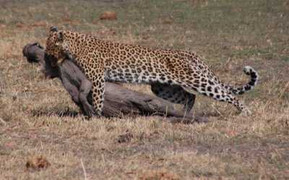 Clip: Màn săn mồi ngoạn mục của báo hoa