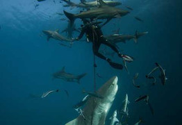 Rùng mình cảnh bị cuốn vào 'cơn lốc' cá mập khổng lồ