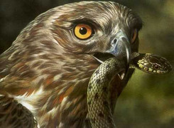 Clip: Chim ưng phục kích rắn đuôi chuông