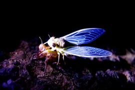 Clip: Cận cảnh vẻ đẹp ve sầu thoát xác