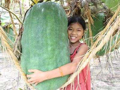 Tận thấy bí đao khổng lồ, 1 người ôm không hết