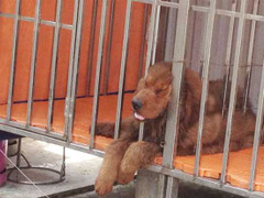 Thời khốn khó, đại gia mang cả chó đi 'cầm'