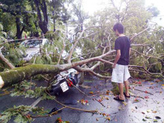 Huế: Lốc xoáy cực lớn, hàng trăm cây xanh bị đánh đổ