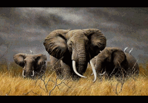 Clip: Loài voi đại chiến, cả khu rừng chạy trốn