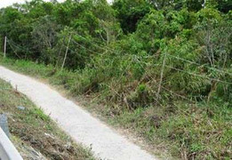 Căng dây điện chống trộm chó, hai vợ chồng chết thảm