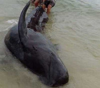 Cá voi nặng hơn 1 tấn mắc lưới ngư dân