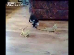 Clip: Mèo bị kỳ nhông doạ sợ mất mật, chạy trối chết