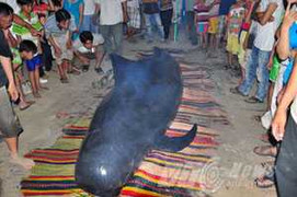 Hàng ngàn người đến xem cá voi lụy bờ