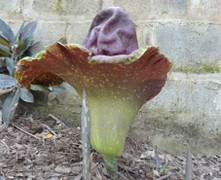 Đã xác định được cây hoa lạ ở Thái Bình