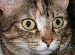 Những khả năng không thể lý giải của vật nuôi