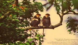 Hình ảnh 'độc' về voọc quý hiếm ở Đà Nẵng