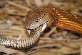 Clip: Rắn hổ mang tung đòn hiểm, nuốt chửng đồng loại