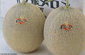 Cặp dưa vàng giá bằng cả chiếc ô tô