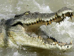 Clip: Cá sấu làm thịt rắn hổ mang